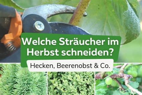 Sträucher im Herbst schneiden welche sind dran