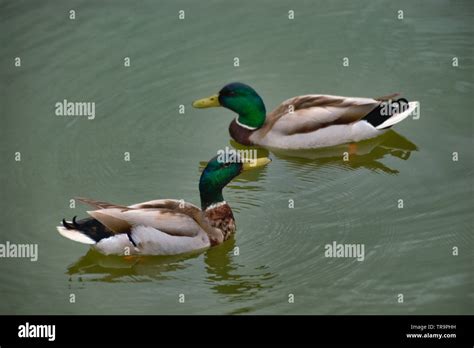 Ducks in their natural habitat Stock Photo - Alamy