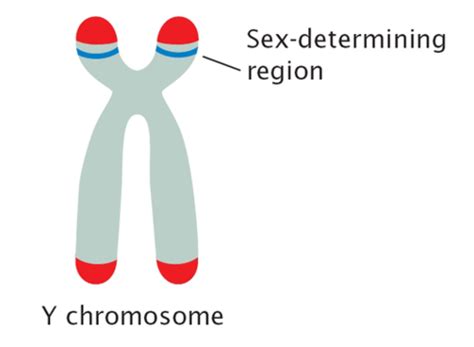 Polymerase Chain Reaction Lecture Flashcards Quizlet