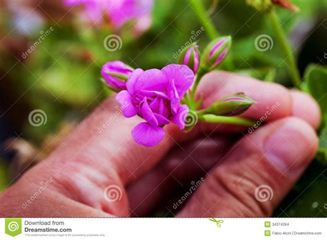 Mano Masculina Que Toma Una Flor Foto De Archivo Imagen De Geranio