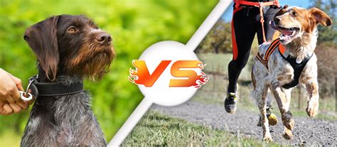 Dog Collars vs. Harnesses: A Better Way to Walk Your Dog - Support Pets