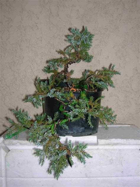 Juniperus Blue Squamata Les Chuhin Et Autres Grands Bonsa