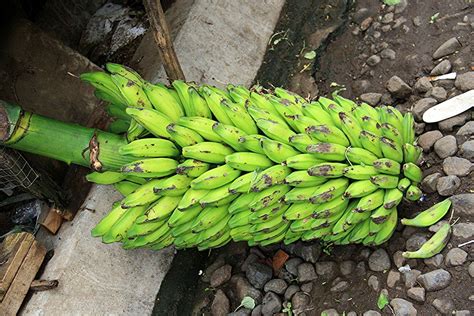 50 Wild Banana Seeds, Musa balbisiana Seeds, Exotic Banana Seeds — Seeds And Smiles - Buy Top ...