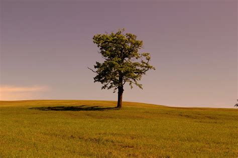 Free fotobanka krajina strom Příroda tráva horizont divočina