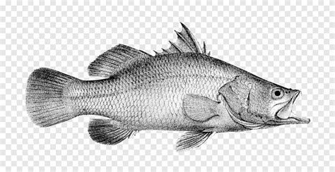 Tilapia Barramundi Ryba M Csf Oko Ryba Zwierz T Grafika Png