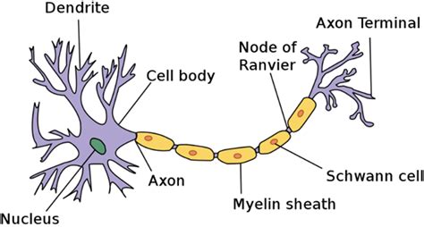 Axon Definition And Examples Biology Online Dictionary