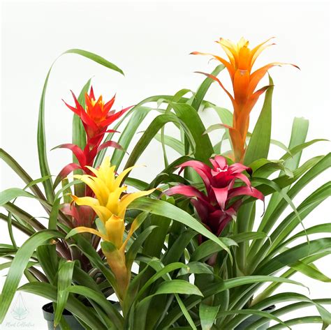 Guzmania Bromeliad Plant Collective