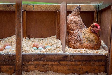 Ponederos Para Gallinas Comparativa Y Como Elegir El Mejor Off