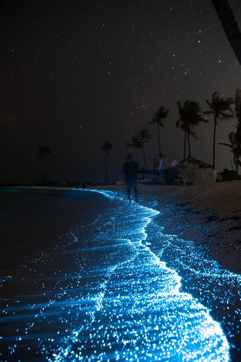 Bioluminescent Bays in Puerto Rico: Best Time to Go