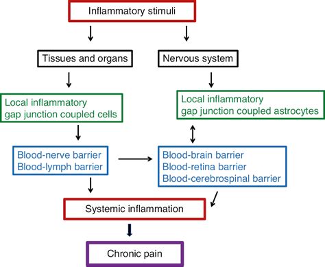 Low Grade Inflammation Causes Gap Junction Coupled Cell Dysfunction