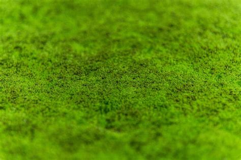 How To Create A Moss Lawn In 5 Easy Steps