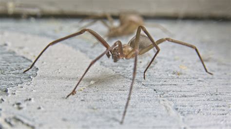 Signs That Its Time To Call In A Professional For Brown Recluse Spiders