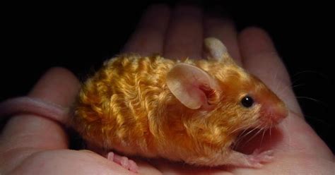 fancy mouse   domesticated breed   house mouse mus