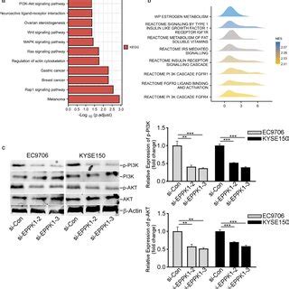 Epiplakin Knockdown Inhibited The Pi K Akt Signaling Pathway A Kegg