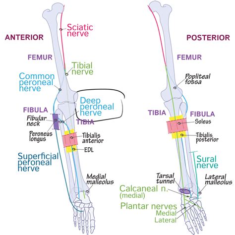 Gross Anatomy Glossary: Deep peroneal nerve | ditki medical ...