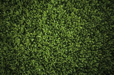 Hd Wallpaper Green Plants Green Color Growth Full Frame Backgrounds Wallpaper Flare