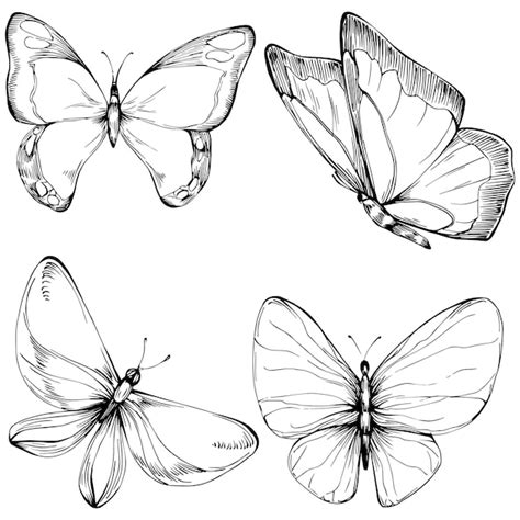 Mariposa sketch insectos dibujo ilustración | Vector Premium