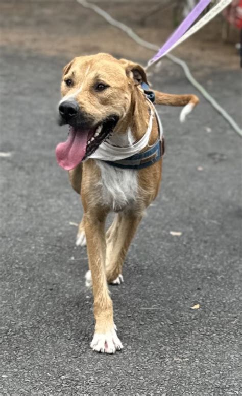 Dasher – DoggieRescue