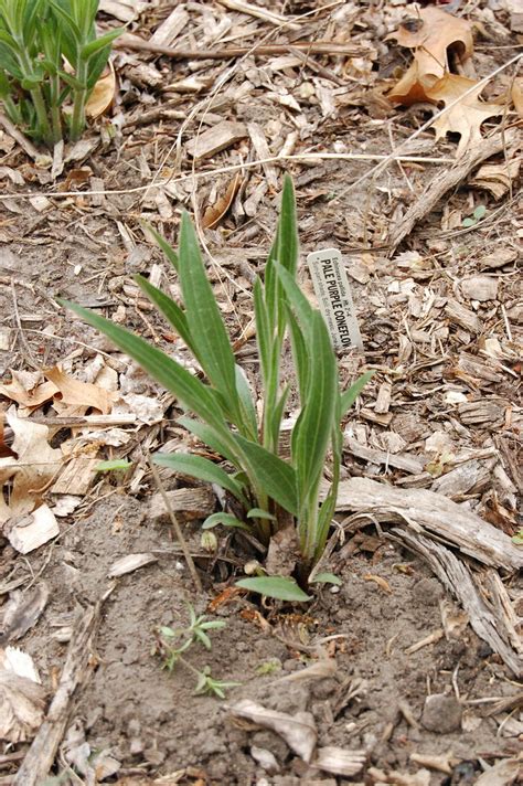 Pale Purple Coneflower Seedling Eli Sagor Flickr