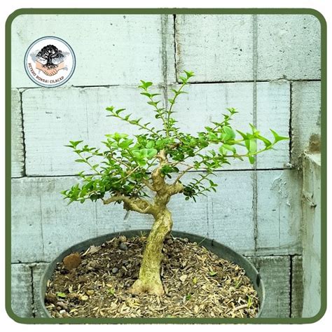 Jual Bahan Bonsai Sancang Program Gerak Dasar Program Batang Hetero