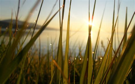 Wallpaper Sunlight Sunset Nature Reflection Plants Field Branch