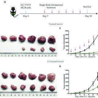 Hbl Significantly Inhibits The Growth Of Subcutaneous Tumors In Vivo