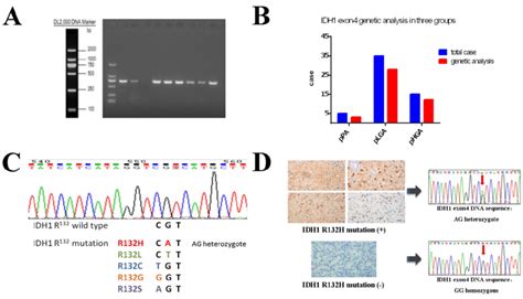 Idh R Mutation Status Was Analysed Using Gene Sequencing A Pcr