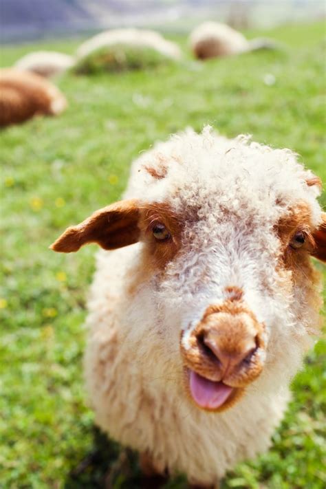 22 adorable animals stick out their tongues and say cheese - TODAY.com