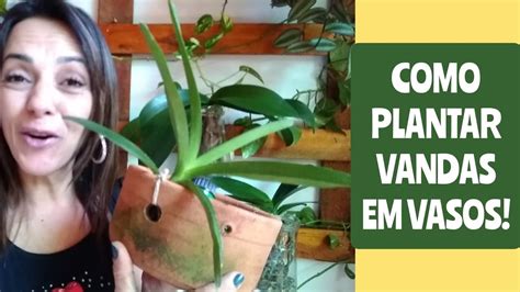 COMO PLANTAR ORQUIDEA VANDA EM VASO YouTube