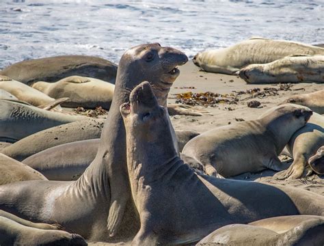 What Is Special About Seals Scotlandguides