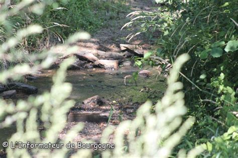 S Cheresse Elle Persiste En Sa Ne Et Loire L Informateur De Bourgogne