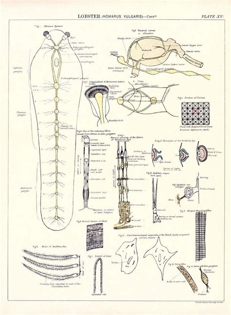 Biological Atlas A Guide To The Practical Study Of Plants And