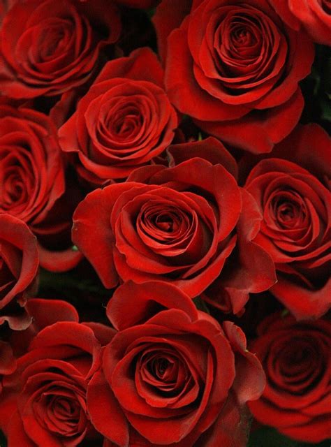 🔥 [50+] Valentine Roses Wallpapers | WallpaperSafari