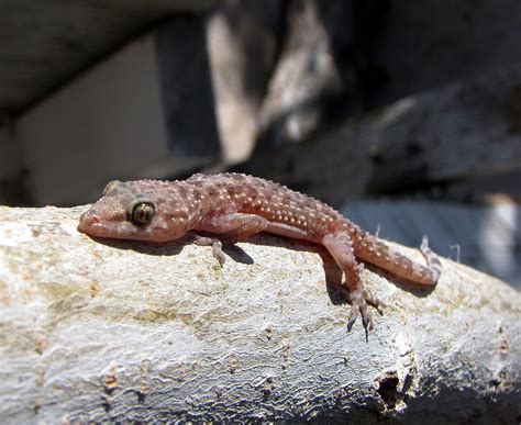 Mediterranean house gecko - Wikipedia