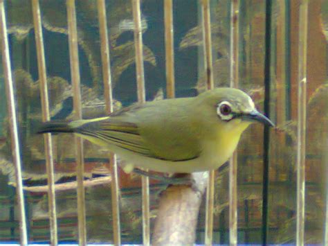 Perawatan Burung Pleci