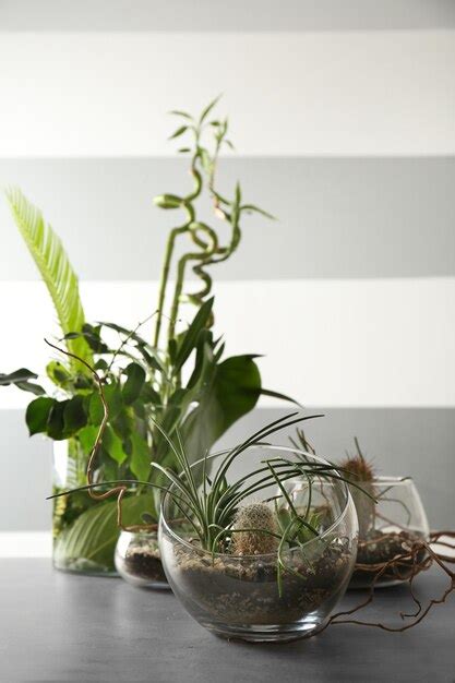 Premium Photo Florarium In Glass Vases With Succulents On Gray Table