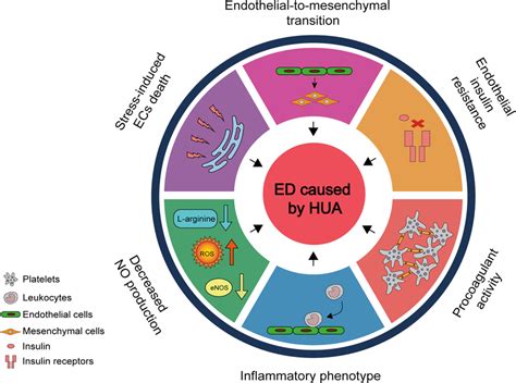 Diagram Showing The Mechanism By Which Hyperuricemia Causes Endothelial