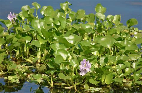 DIAGRAM Diagram Of Water Hyacinth MYDIAGRAM ONLINE