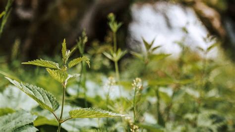 Poison Ivy: Did You Know? | Garden America