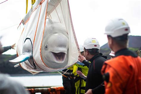 Iceland's Rescued Whales to Be Released Into World's First Open-water Sanctuary for Belugas