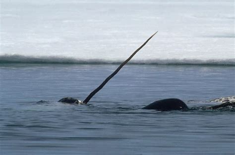 12 curious narwhal facts - Nexus Newsfeed