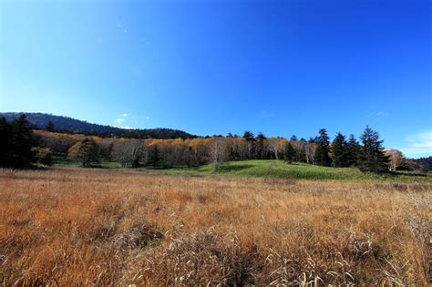 Imagen Gratis Paisaje Naturaleza Cielo Rbol Campo Hierba