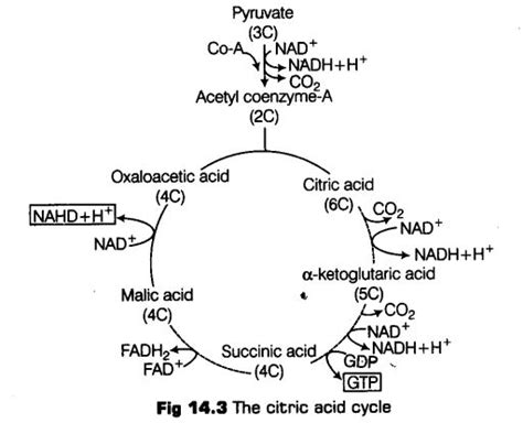 Notes Class Biology Chapter Respiration In Plants