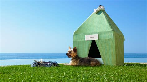 The Most Pet-Friendly Hotels | Passport