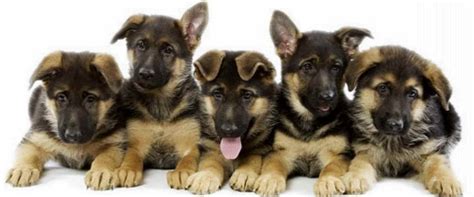 German Shepherd Puppies For Sale In Southern Illinois Petsidi