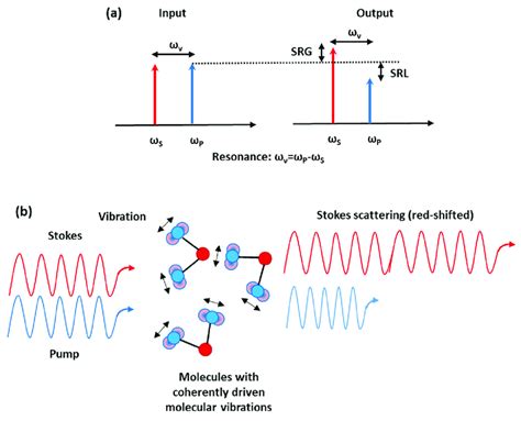 A Srs Modalities Srg Stimulated Raman Gain Srl Stimulated Raman