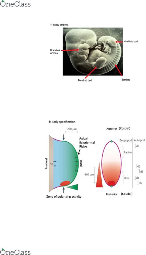 Paraxial Deficiency