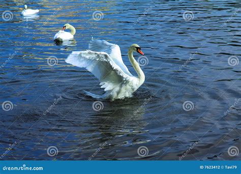 The Dancing Swan Stock Photo | CartoonDealer.com #24281262