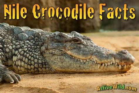 Nile Crocodile Facts For Kids & Adults: Pictures, Information & Video
