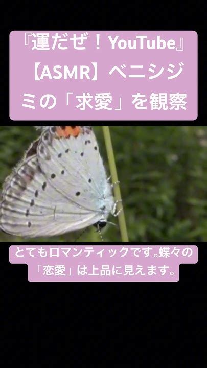 【asmr】ベニシジミの「求愛」を観察 Sdgs 虫の音 Insects Sound 昆虫 虫の声 Bug Yt